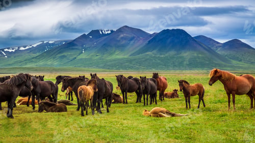 Preview: Herd of horses in the mountains in Iceland