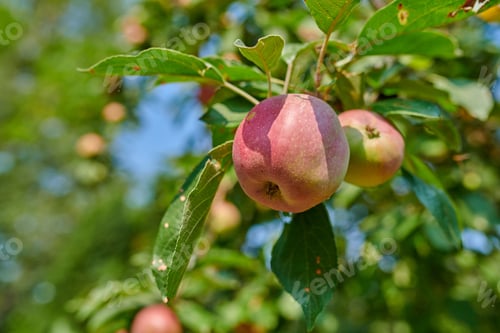 Preview: Apples