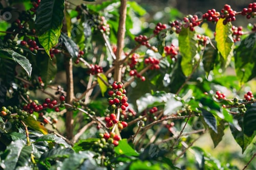 Preview: Raw coffee beans on trees in farms, glistening with morning dew during harvest season.
