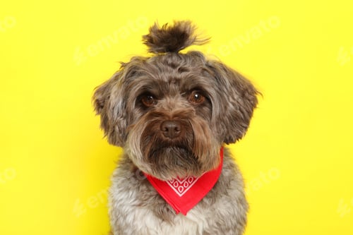 Preview: Cute Maltipoo dog on yellow background. Lovely pet