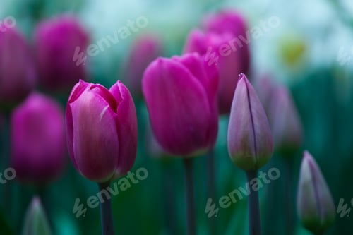 Preview: Tulips