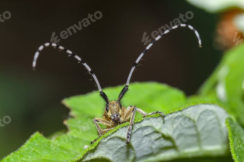 Preview: Amazing view of beetle on green leaf.
