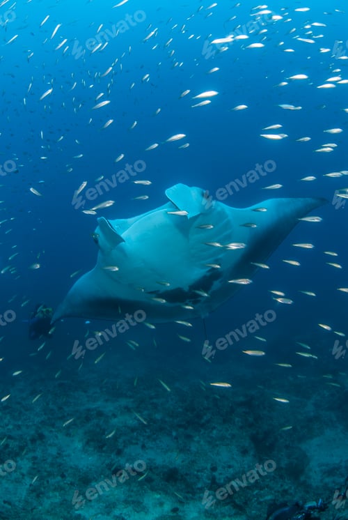 Preview: A majestic manta ray gliding through a swarm of tiny fish in the deep blue sea