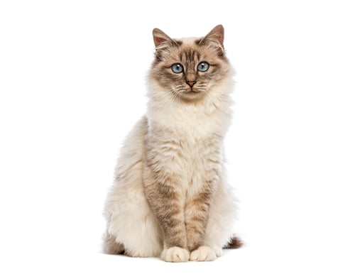 Preview: Birman cat sitting and staring with blue eyes on white background