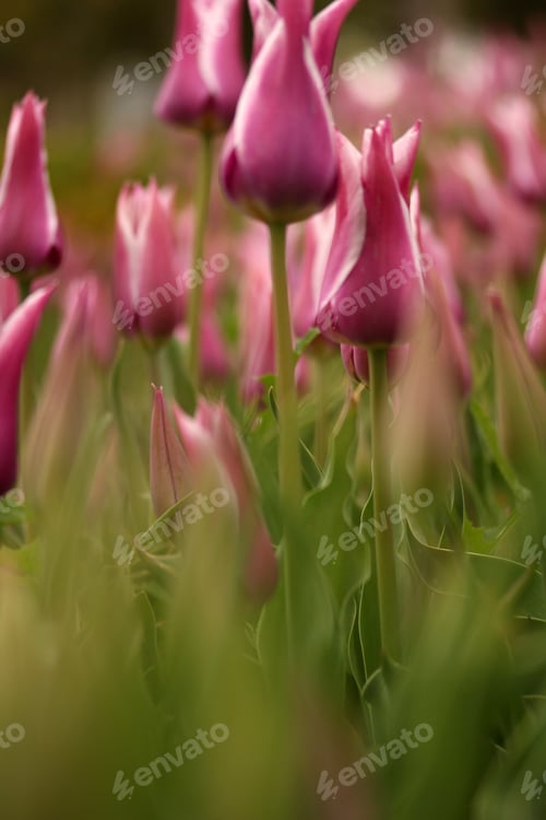 Preview: Tulip Garden