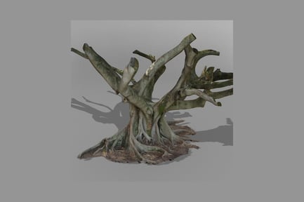 Gnarled tree with exposed roots and sparse foliage