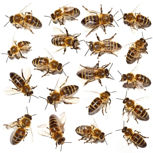 Preview: Bees collection