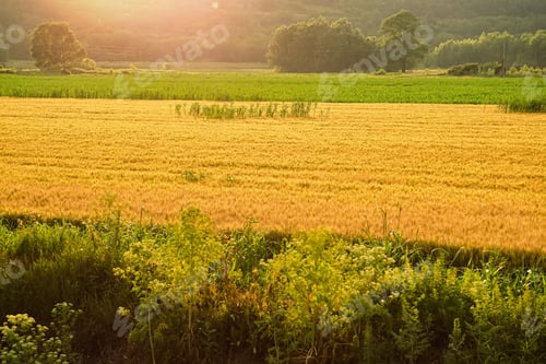 Preview: Landscape of Soft common Wheat field in summer at golden hour