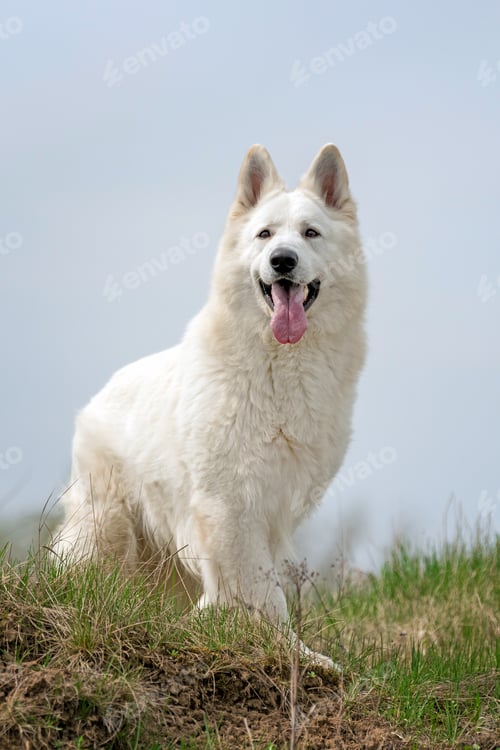Preview: Berger Blanc Suisse White german shepherd