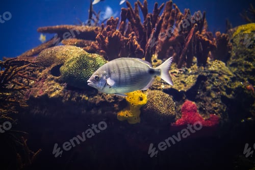 Preview: White seabream fish underwater in sea