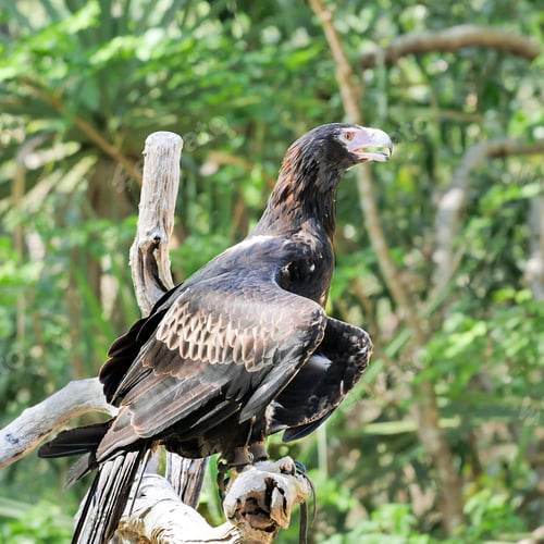 Preview: View of a beautiful Tasmanian wedge-tailed eagle on a branch in a garden