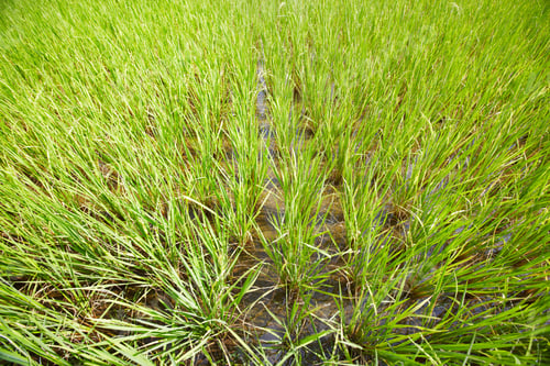 Preview: Rice patterns. High-angle view of a rice paddy in Thailand.