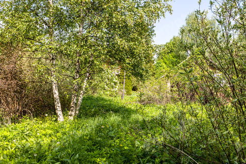 Preview: birch trees in overgrown backyard in village