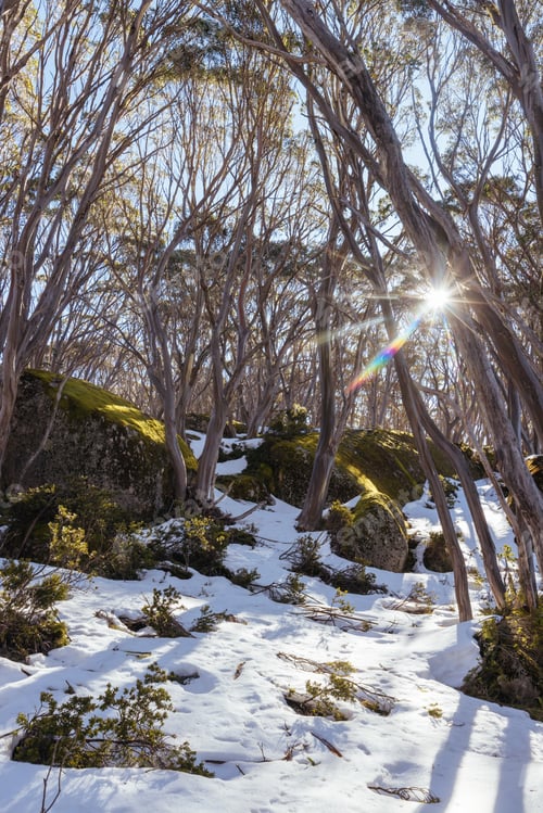 Preview: Mt St Gwinear in Baw Baw Australia