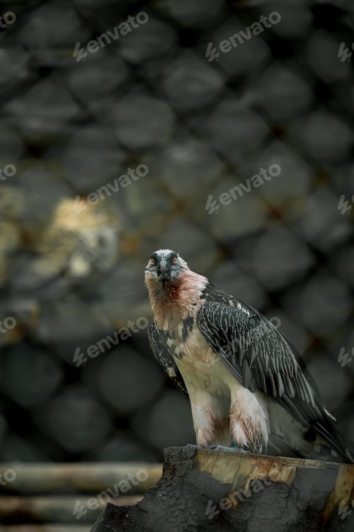 Preview: bird of prey in the zoo