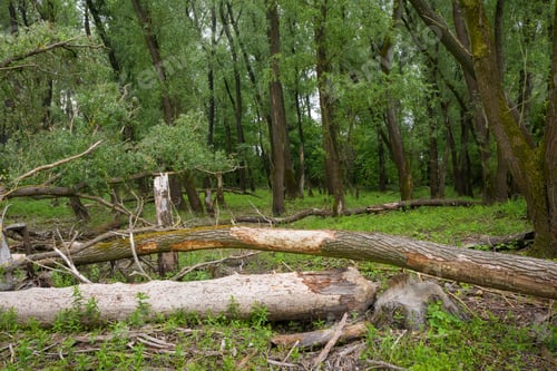 Preview: Trees lying on the ground of a wetlands forest