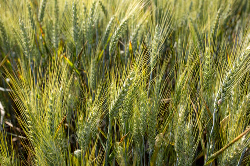 Preview: Wheat field farm in nature. Agriculture photo.