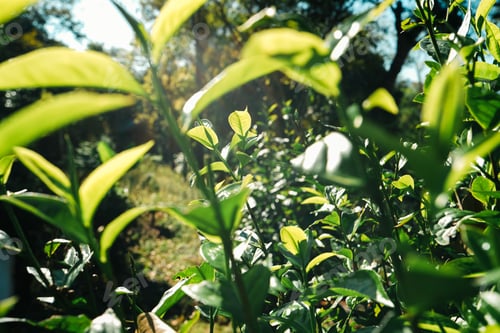 Preview: green tea leaves in nature evening light