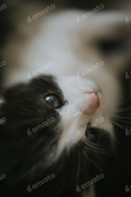 Preview: Closeup shot of an adorable black and white kitten