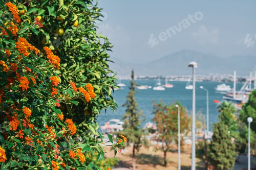 Preview: Flowering bushes on the background of the bay with yachts