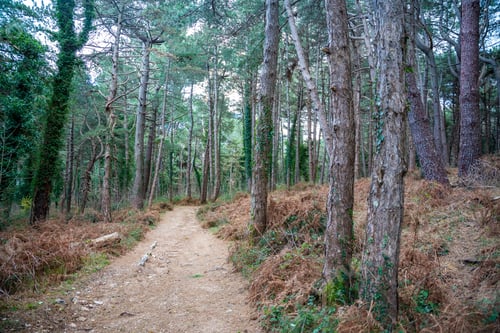 Preview: Green deep forest in mountain near bay Boka and Kotor town in Montenegro in winter time