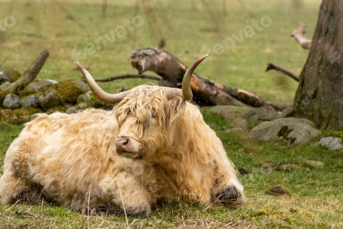 Preview: Scottish Highland cow with big horns in a field