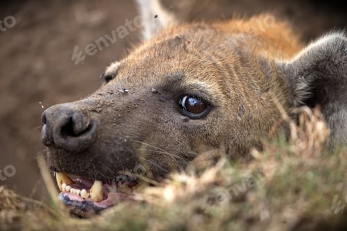 Preview: Hyena laying down in the grass with its teeth open