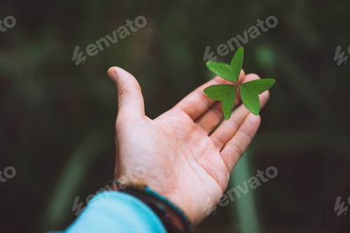Preview: Exotic green clover leave in a man hand palm