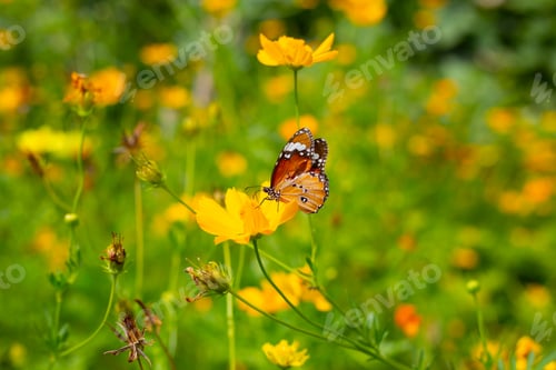 Preview: Butterfly with orange sulfur cosmos or yellow cosmos flower.