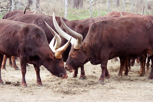 Preview: Ankole-Watusi cows eating dry grass in the park.