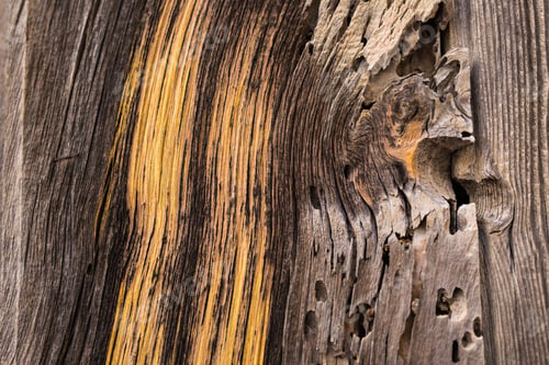 Preview: closeup of old wood texture