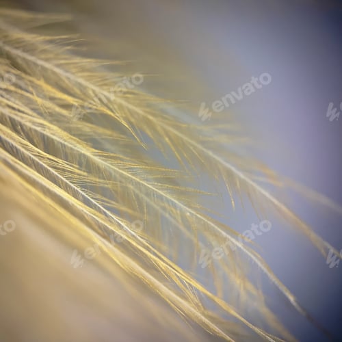 Preview: Macro of bird feather