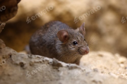 Preview: Close up view of a small mouse
