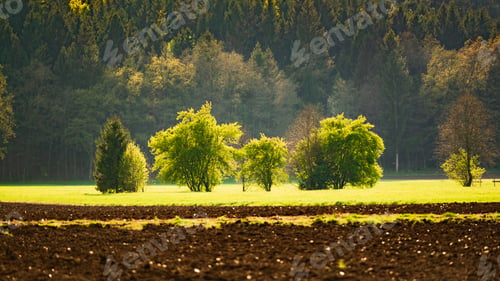 Preview: Agricultural field and forest landscape in Austria. Green trees on beginning of spring