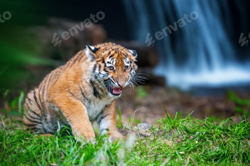 Preview: Tiger cub in the wild. Baby animal in green grass on waterfall background