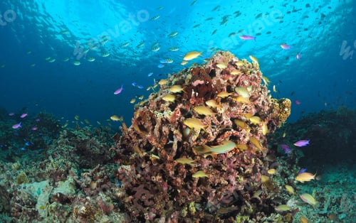 Preview: Amazing underwater world, Underwater world scene.