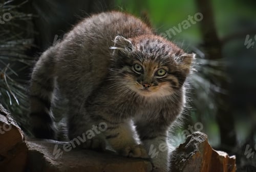 Preview: Close up portrait of manul kitten