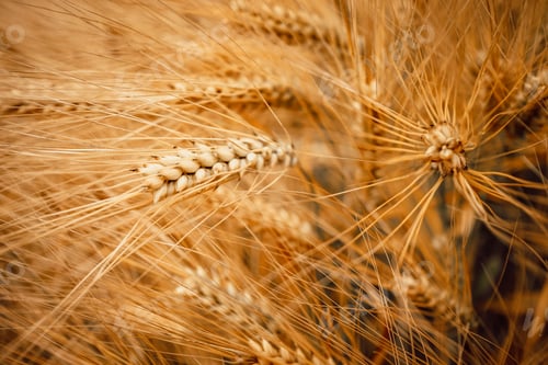 Preview: Ripe wheat ears in a field close-up