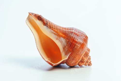Preview: Sea shell on white background
