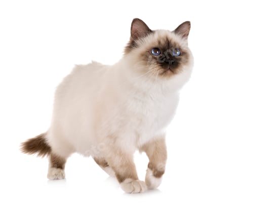 Preview: birman kitten in studio