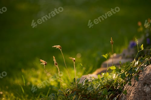 Preview: My garden