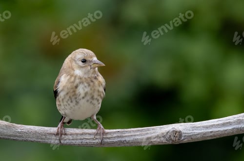 Preview: a small bird perched on a branch with a blurred green background