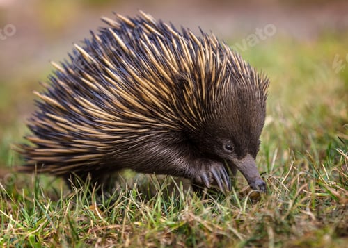 Preview: A short-beaked echidna (Tachyglossus aculeatus) walking on the g