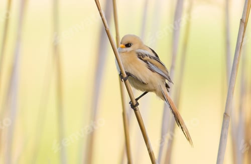 Preview: Panurus biarmicus, Bearded Reedling. A young bird sits on a reed stalk near the river