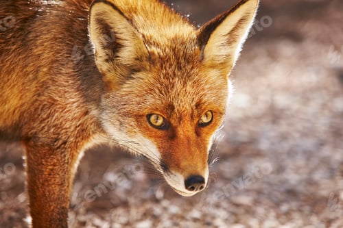 Preview: Fox head detail. Wildlife in the forest