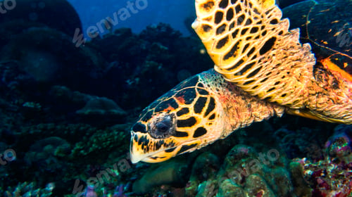Preview: Hawksbill Sea Turtle, Maldives