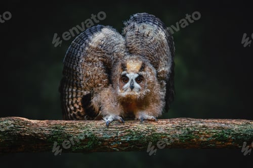 Preview: Baby Striped Owl (Asio clamator) - Bird of Prey