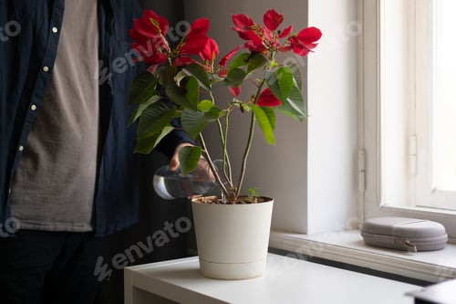 Preview: a pouring water from bottle into the home flower pot