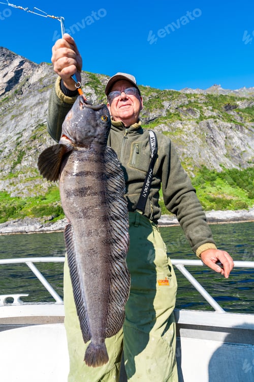 Preview: Fisherman with big wolffish near Lofoten, Senija, Alta Norway. Man holding catch Atlantic wolf fish