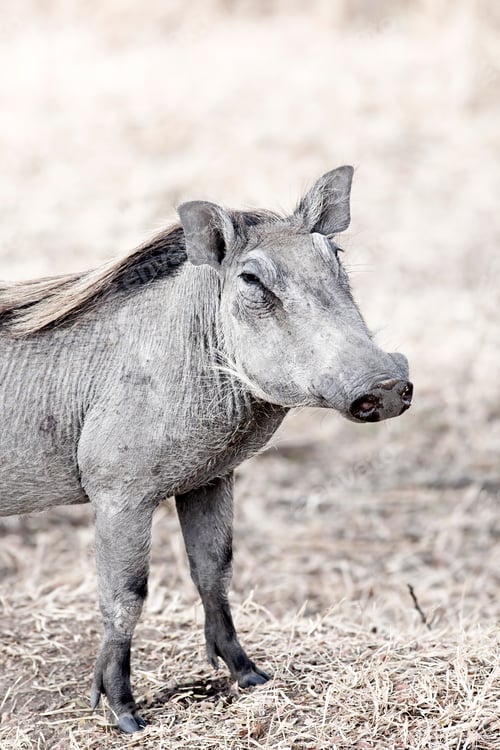 Preview: Wild warthog
